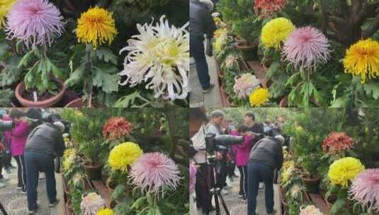 济南趵突泉公园菊花展高清在线视频素材下载