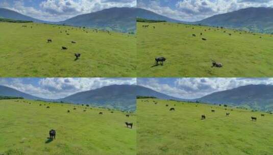 俯视牧场上的牛群在吃草高清在线视频素材下载