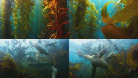 海底浮游生物高清在线视频素材下载