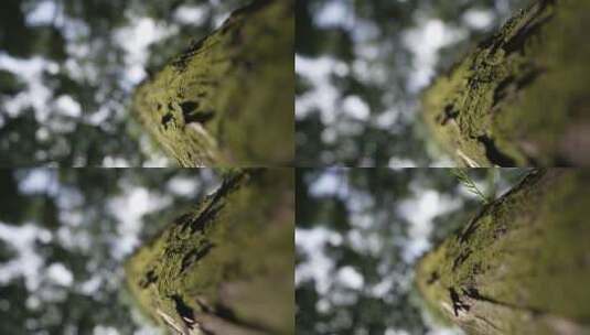 阳光洒在水杉树干高清在线视频素材下载