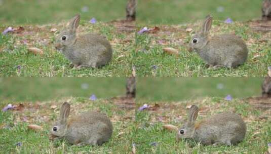 兔年实拍可爱的兔子生肖高清在线视频素材下载