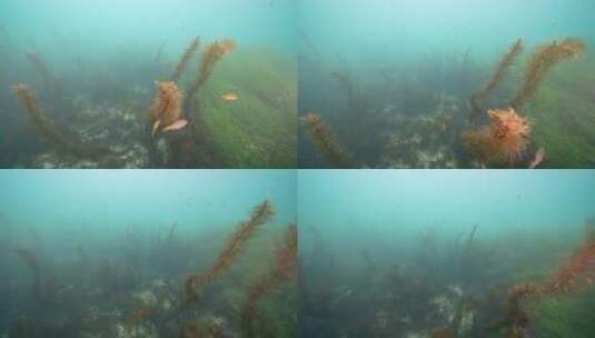 海底海草鱼类海洋生物高清在线视频素材下载