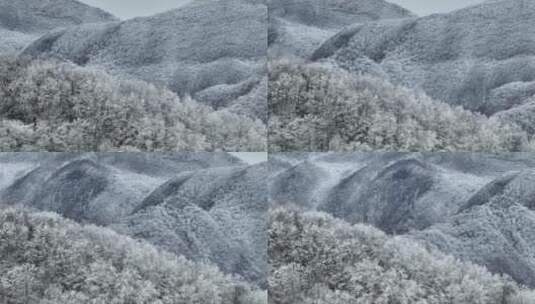 航拍湖北神农架原始森林群山冬季雪景雪松高清在线视频素材下载