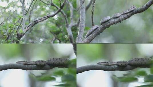 h蝮蛇盘踞隐藏在树枝中06高清在线视频素材下载