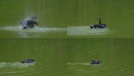 公园池塘黑天鹅拍打翅膀戏水洗澡高清在线视频素材下载