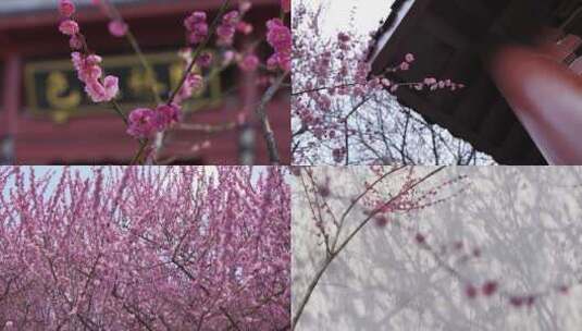 春暖花开梅花视频素材高清在线视频素材下载