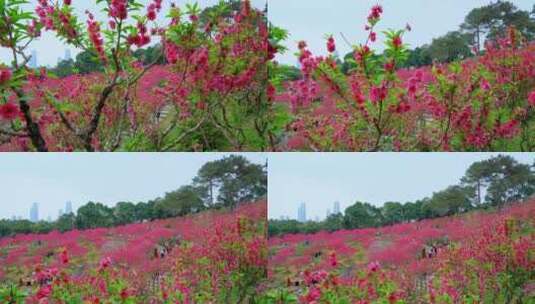 桃花林 树林 春暖花开 桃花坞 桃花园高清在线视频素材下载