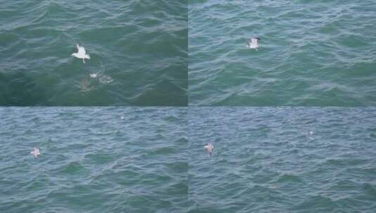 波涛汹涌的大海和飞翔的海鸥慢镜头自然风光高清在线视频素材下载
