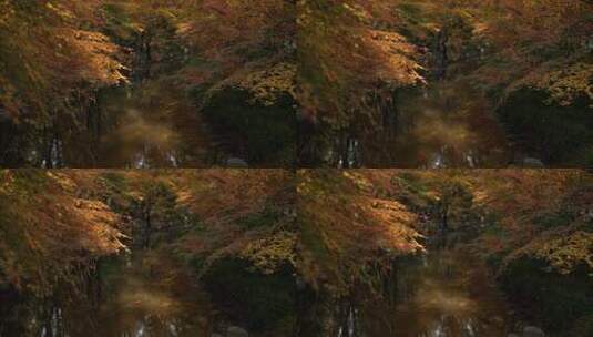 杭州九溪秋天早晨阳光洒在枫树叶水面有薄雾高清在线视频素材下载