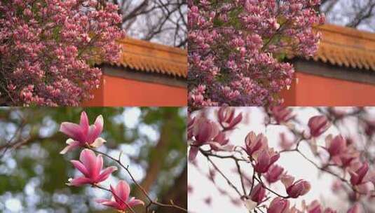 玉兰花 春天 粉色玉兰花 樱花 花瓣雨高清在线视频素材下载