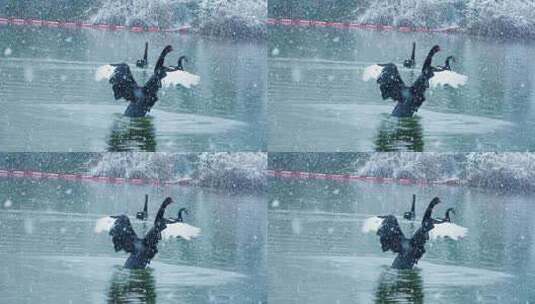 观山湖公园红嘴海鸥高清在线视频素材下载