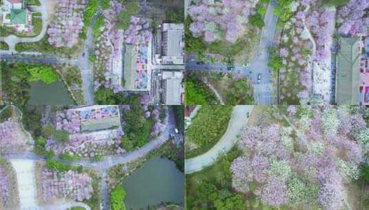 航拍华南农业大学三月紫荆花开（俯拍）高清在线视频素材下载