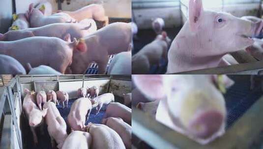 养猪场可爱保育猪吃饲料高清在线视频素材下载
