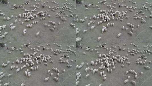 一群绵羊正在绿色的田野里吃草高清在线视频素材下载