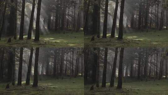 森林里的丁达尔光高清在线视频素材下载