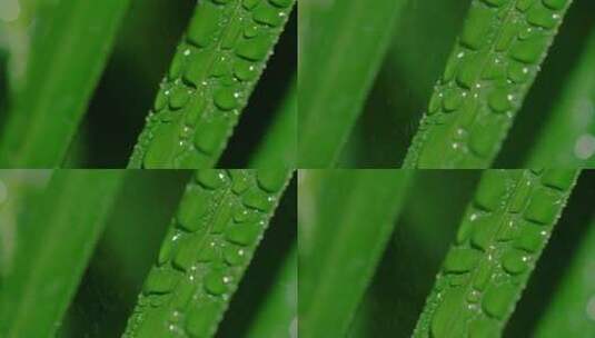 特写下雨天小草叶子上的露珠高清在线视频素材下载