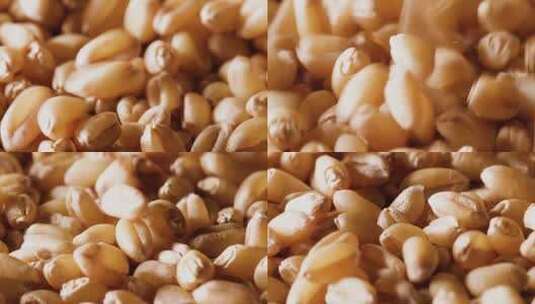 微距拍摄麦粒慢镜头高清在线视频素材下载