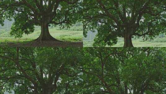 绿色大树百年老树千年古树参天大树高清在线视频素材下载