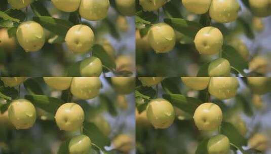 令人心旷神怡的苹果树风景高清在线视频素材下载