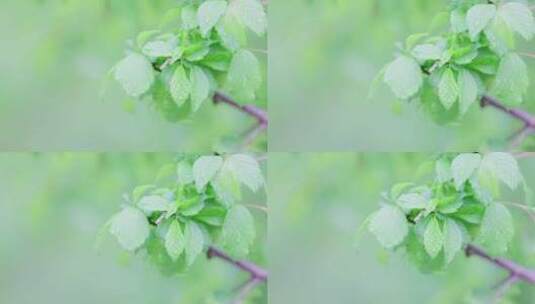 雨后水珠在绿叶表面特写视频高清在线视频素材下载