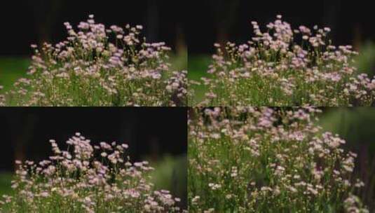 4K野花植物素材高清在线视频素材下载