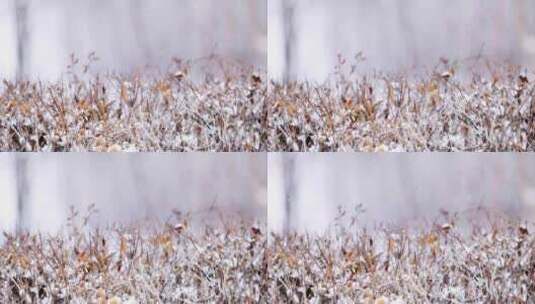 冬天大雪中的枯枝野草特写镜头高清在线视频素材下载