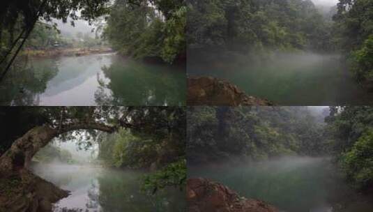4K古树秘境河流峡谷薄雾水面高清在线视频素材下载