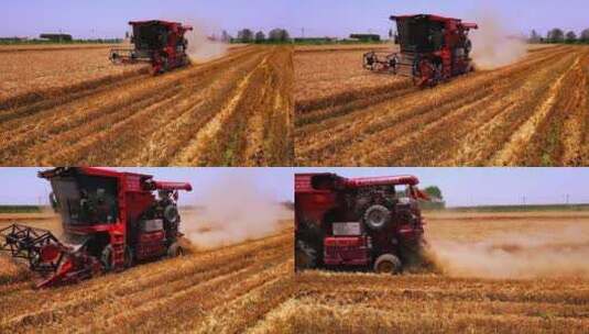 收割机收割小麦高清在线视频素材下载