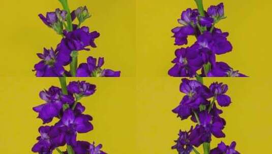 花朵的盛开高清在线视频素材下载