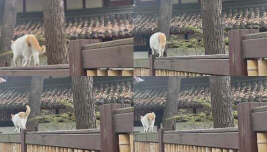 寺庙古建筑庭院行走的猫咪2高清在线视频素材下载