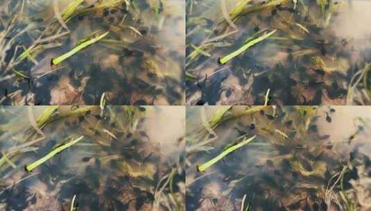 水中游动的蝌蚪高清在线视频素材下载