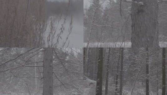 J哈尔滨伊春汤旺河树林雪景4K实拍视频高清在线视频素材下载