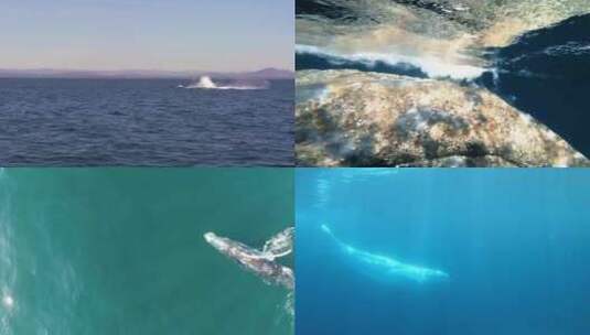 【合集】鲸鱼 鲸鱼跃起高清在线视频素材下载