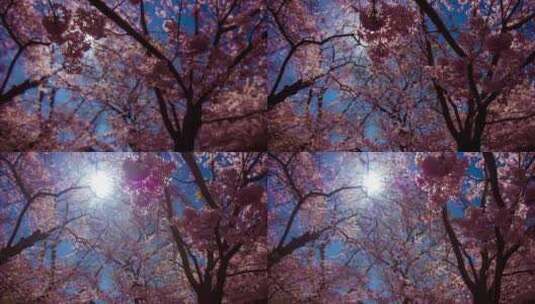 樱花树樱花在阳光中摇摆高清在线视频素材下载