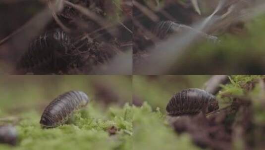 云南普洱土地上的鼠妇 西瓜虫 潮虫高清在线视频素材下载