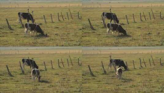 实拍草原上正在吃草的牛高清在线视频素材下载