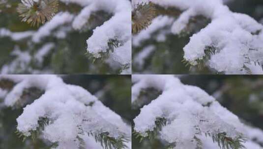 特写雪覆盖在松树的叶子上_冬季森林高清在线视频素材下载