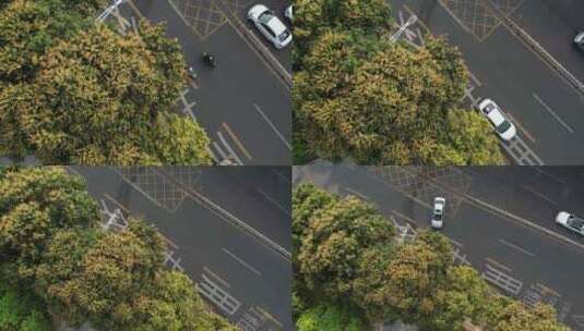 广东马路边开花的芒果树航拍高清在线视频素材下载