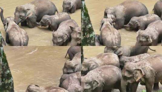 西双版纳雨林野象群高清在线视频素材下载