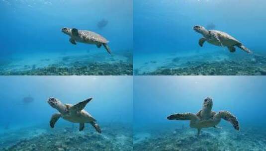 海龟，海洋，海洋生物，水下高清在线视频素材下载