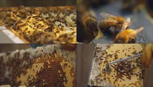 养蜂蜂巢蜂蜜蜜蜂养殖蜂箱高清在线视频素材下载