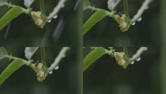 夏雨，蚂蚁爬行藤曼，升格特写高清在线视频素材下载