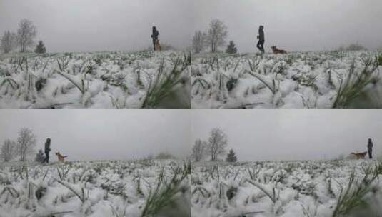 一个女人和她的狗玩雪高清在线视频素材下载