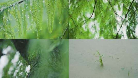 暴雨  大暴雨 树木 树叶 大树高清在线视频素材下载