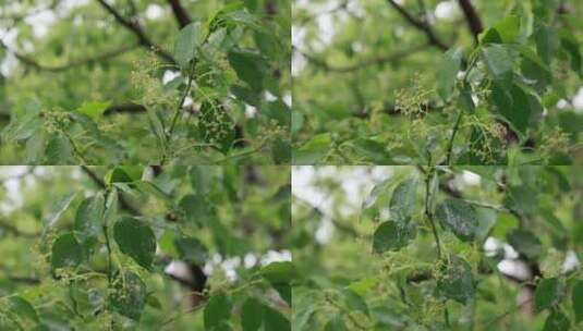 升格慢镜头夏季风雨中飘摇的香樟树绿色树叶高清在线视频素材下载