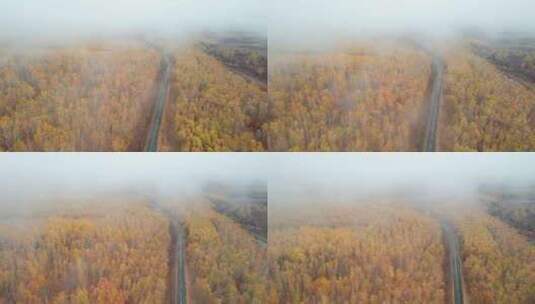 呼伦贝尔森林秋天林场白桦林公路航拍高清在线视频素材下载