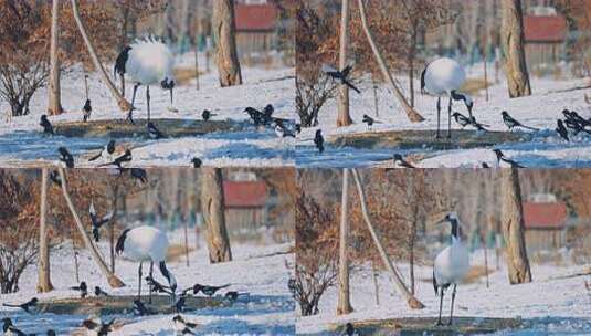 冬天雪地中的丹顶鹤与飞鸟高清在线视频素材下载