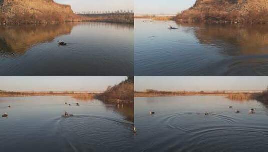 航拍 湿地 保护区 鸟类 保护鸟高清在线视频素材下载