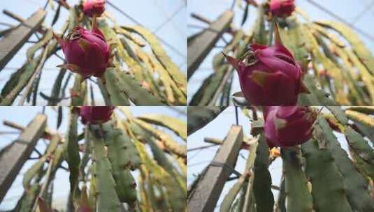 水果种植 火龙果树 火龙果种植基地高清在线视频素材下载