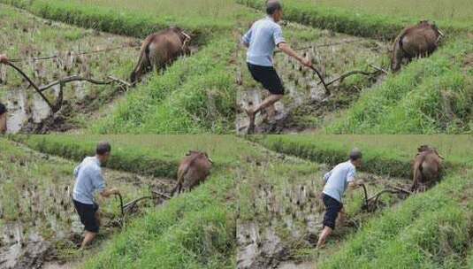 农民用牛犁田在水田中劳作的乡村场景高清在线视频素材下载